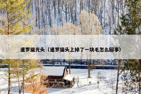 暹罗猫光头（暹罗猫头上掉了一块毛怎么回事）