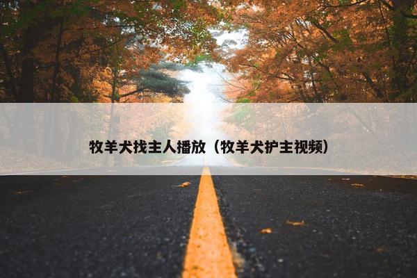 牧羊犬找主人播放（牧羊犬护主视频）