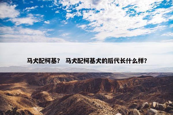 马犬配柯基？ 马犬配柯基犬的后代长什么样？