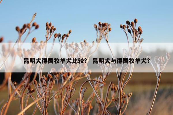 昆明犬德国牧羊犬比较？ 昆明犬与德国牧羊犬？