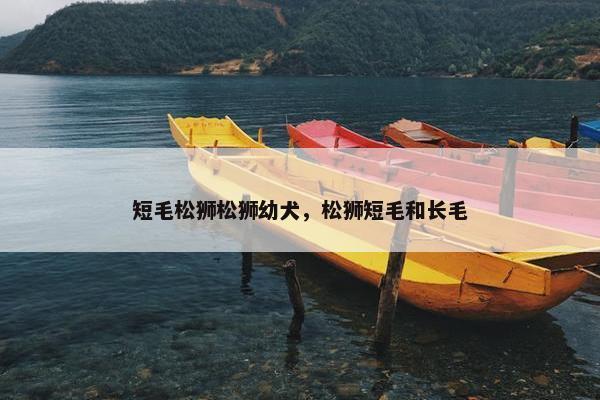 短毛松狮松狮幼犬，松狮短毛和长毛
