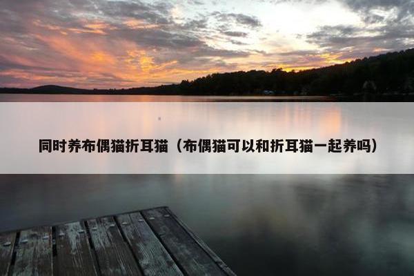 同时养布偶猫折耳猫（布偶猫可以和折耳猫一起养吗）