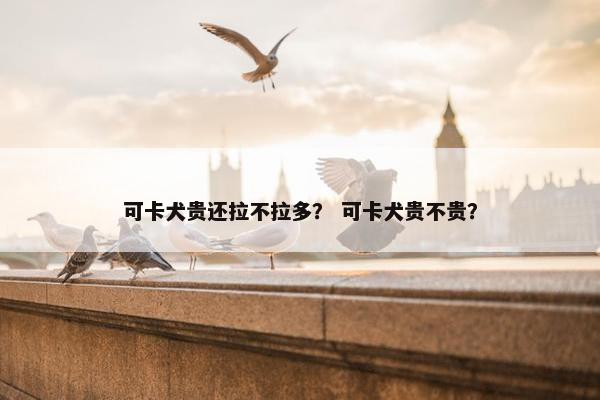 可卡犬贵还拉不拉多？ 可卡犬贵不贵？