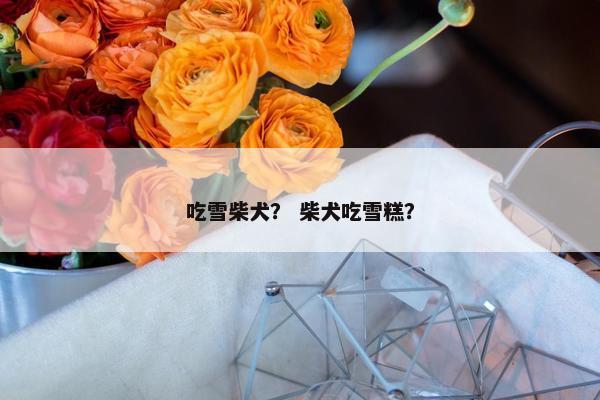 吃雪柴犬？ 柴犬吃雪糕？