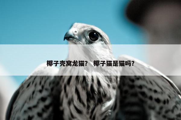 椰子壳窝龙猫？ 椰子猫是猫吗？