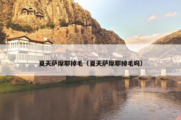 夏天萨摩耶掉毛（夏天萨摩耶掉毛吗）