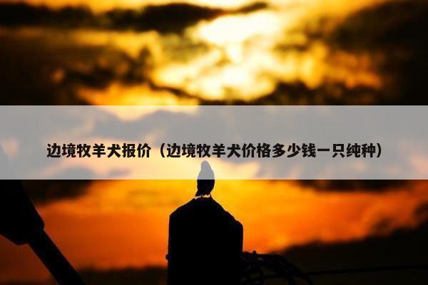 边境牧羊犬报价（边境牧羊犬价格多少钱一只纯种）