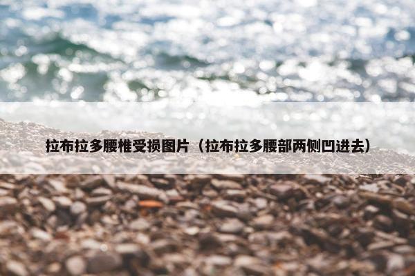 拉布拉多腰椎受损图片（拉布拉多腰部两侧凹进去）