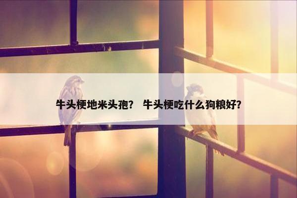 牛头梗地米头孢？ 牛头梗吃什么狗粮好？