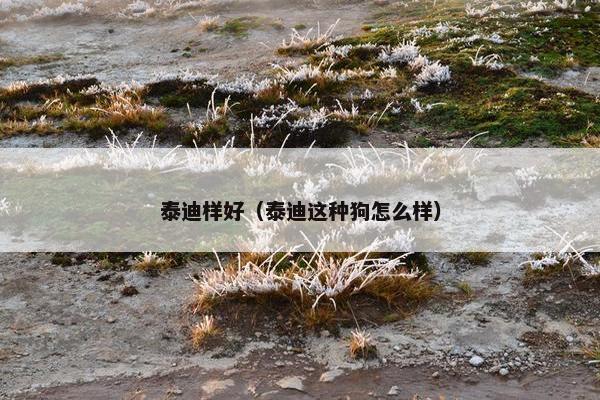 泰迪样好（泰迪这种狗怎么样）