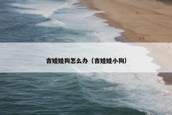 吉娃娃狗怎么办（吉娃娃小狗）