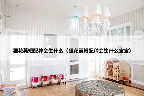 狸花英短配种会生什么（狸花英短配种会生什么宝宝）