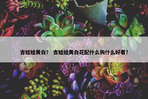 吉娃娃黄白？ 吉娃娃黄白花配什么狗什么好看？