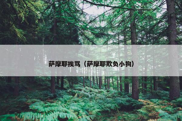 萨摩耶挨骂（萨摩耶欺负小狗）