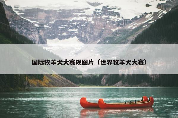 国际牧羊犬大赛规图片（世界牧羊犬大赛）