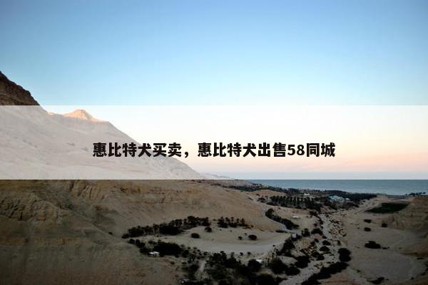 惠比特犬买卖，惠比特犬出售58同城
