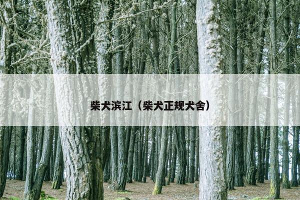 柴犬滨江（柴犬正规犬舍）