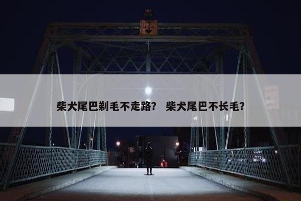 柴犬尾巴剃毛不走路？ 柴犬尾巴不长毛？
