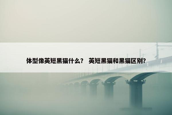 体型像英短黑猫什么？ 英短黑猫和黑猫区别？