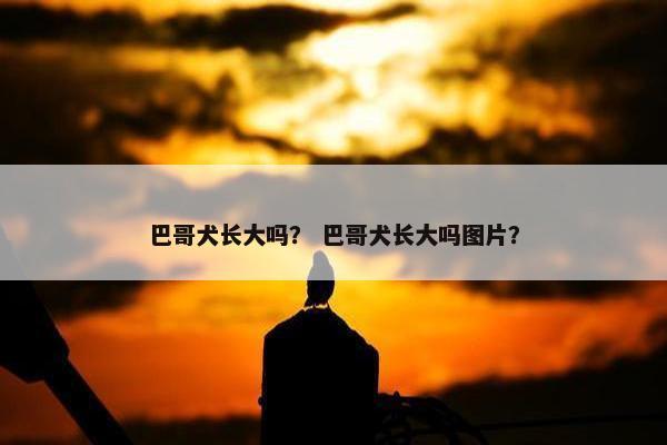 巴哥犬长大吗？ 巴哥犬长大吗图片？