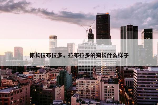 你长拉布拉多，拉布拉多的狗长什么样子