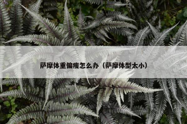 萨摩体重偏瘦怎么办（萨摩体型太小）