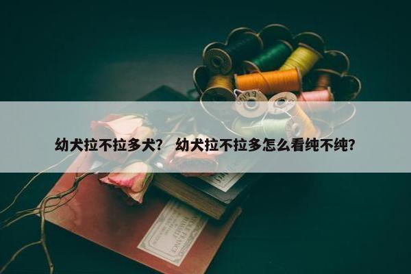幼犬拉不拉多犬？ 幼犬拉不拉多怎么看纯不纯？