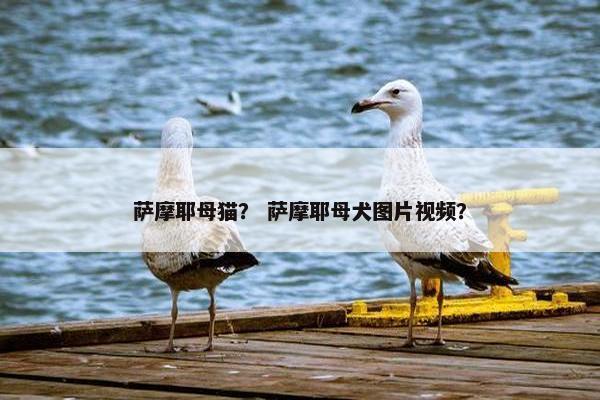 萨摩耶母猫？ 萨摩耶母犬图片视频？