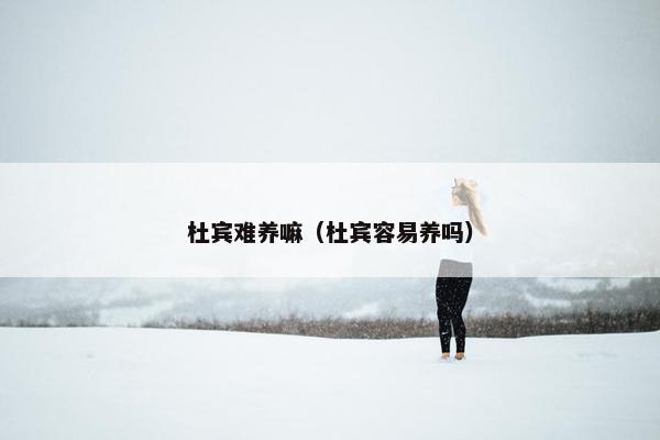 杜宾难养嘛（杜宾容易养吗）