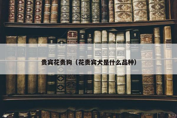 贵宾花贵狗（花贵宾犬是什么品种）
