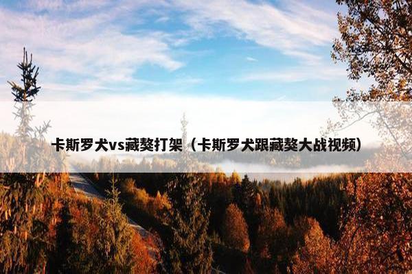 卡斯罗犬vs藏獒打架（卡斯罗犬跟藏獒大战视频）