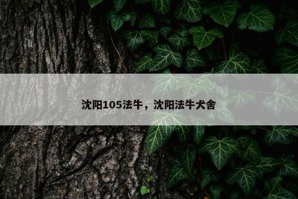 沈阳105法牛，沈阳法牛犬舍