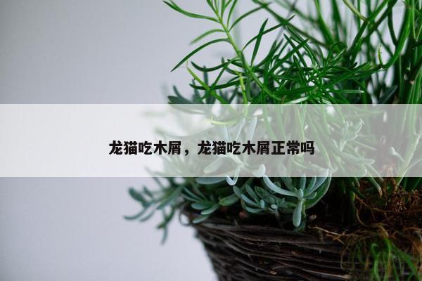 龙猫吃木屑，龙猫吃木屑正常吗