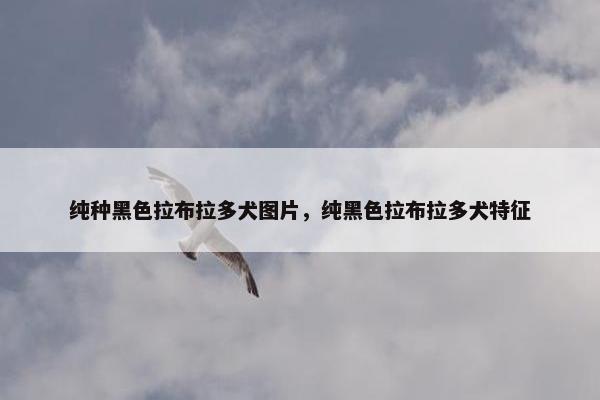 纯种黑色拉布拉多犬图片，纯黑色拉布拉多犬特征