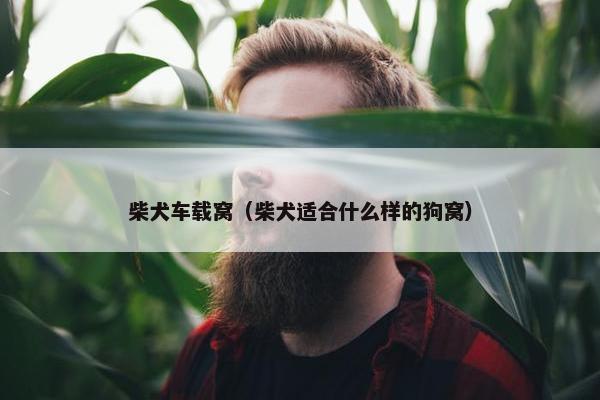 柴犬车载窝（柴犬适合什么样的狗窝）