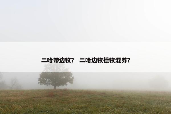 二哈带边牧？ 二哈边牧德牧混养？