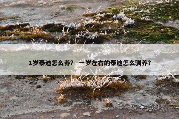 1岁泰迪怎么养？ 一岁左右的泰迪怎么驯养？