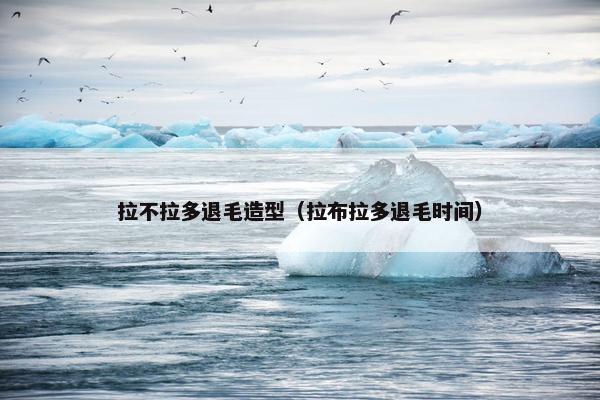 拉不拉多退毛造型（拉布拉多退毛时间）