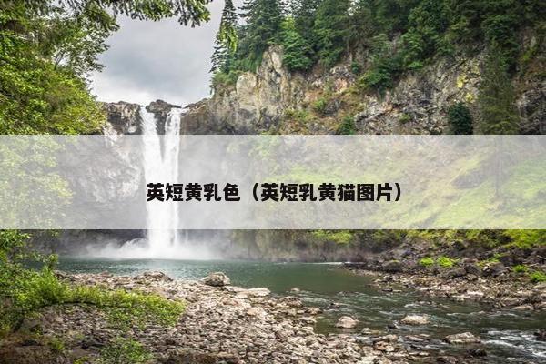 英短黄乳色（英短乳黄猫图片）