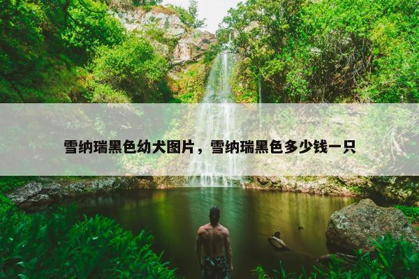 雪纳瑞黑色幼犬图片，雪纳瑞黑色多少钱一只