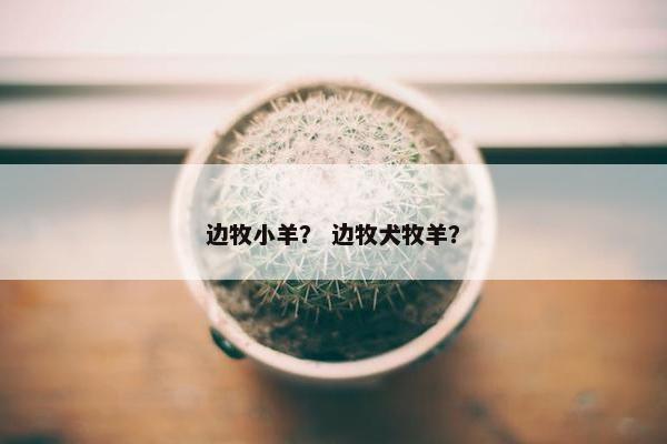 边牧小羊？ 边牧犬牧羊？