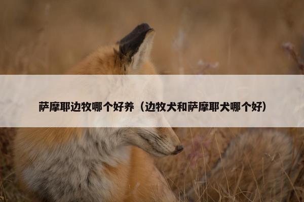 萨摩耶边牧哪个好养（边牧犬和萨摩耶犬哪个好）