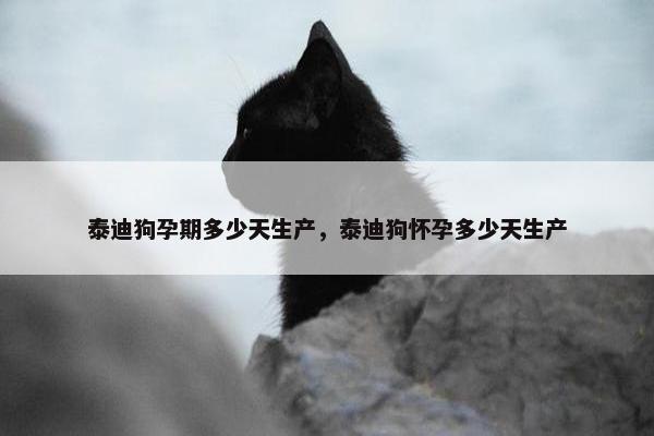 泰迪狗孕期多少天生产，泰迪狗怀孕多少天生产