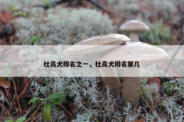 杜高犬排名之一，杜高犬排名第几