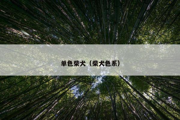 单色柴犬（柴犬色系）