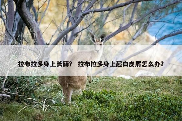 拉布拉多身上长藓？ 拉布拉多身上起白皮屑怎么办？