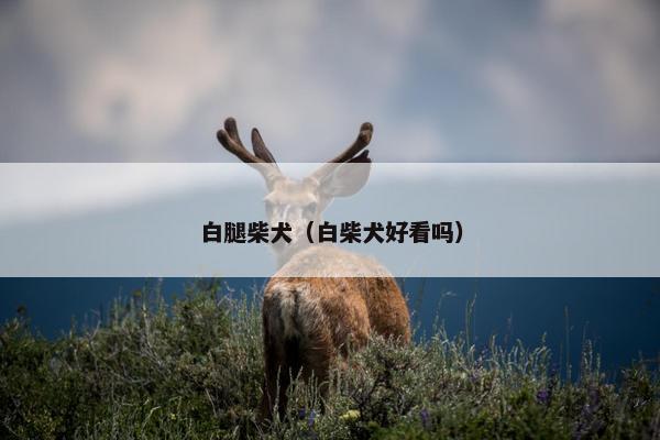 白腿柴犬（白柴犬好看吗）