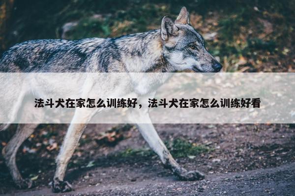 法斗犬在家怎么训练好，法斗犬在家怎么训练好看