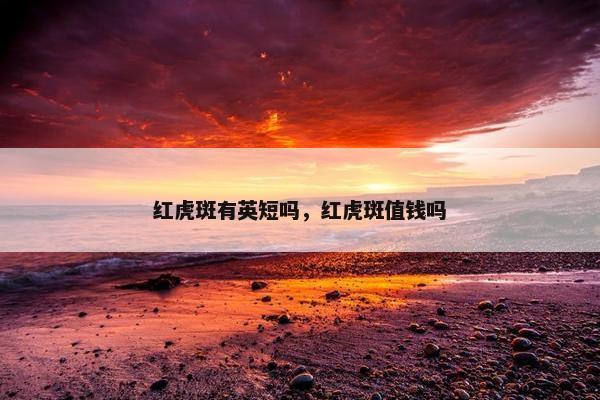 红虎斑有英短吗，红虎斑值钱吗