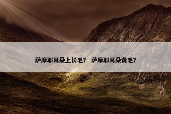 萨摩耶耳朵上长毛？ 萨摩耶耳朵黄毛？